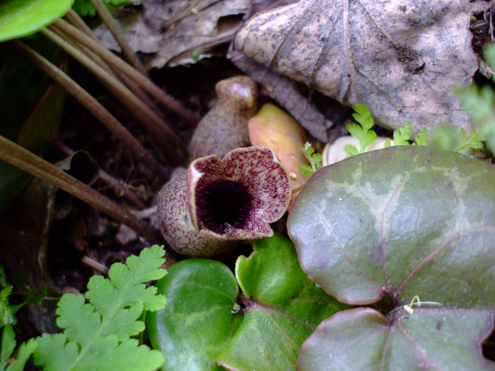 Hexastylis shuttleworthii